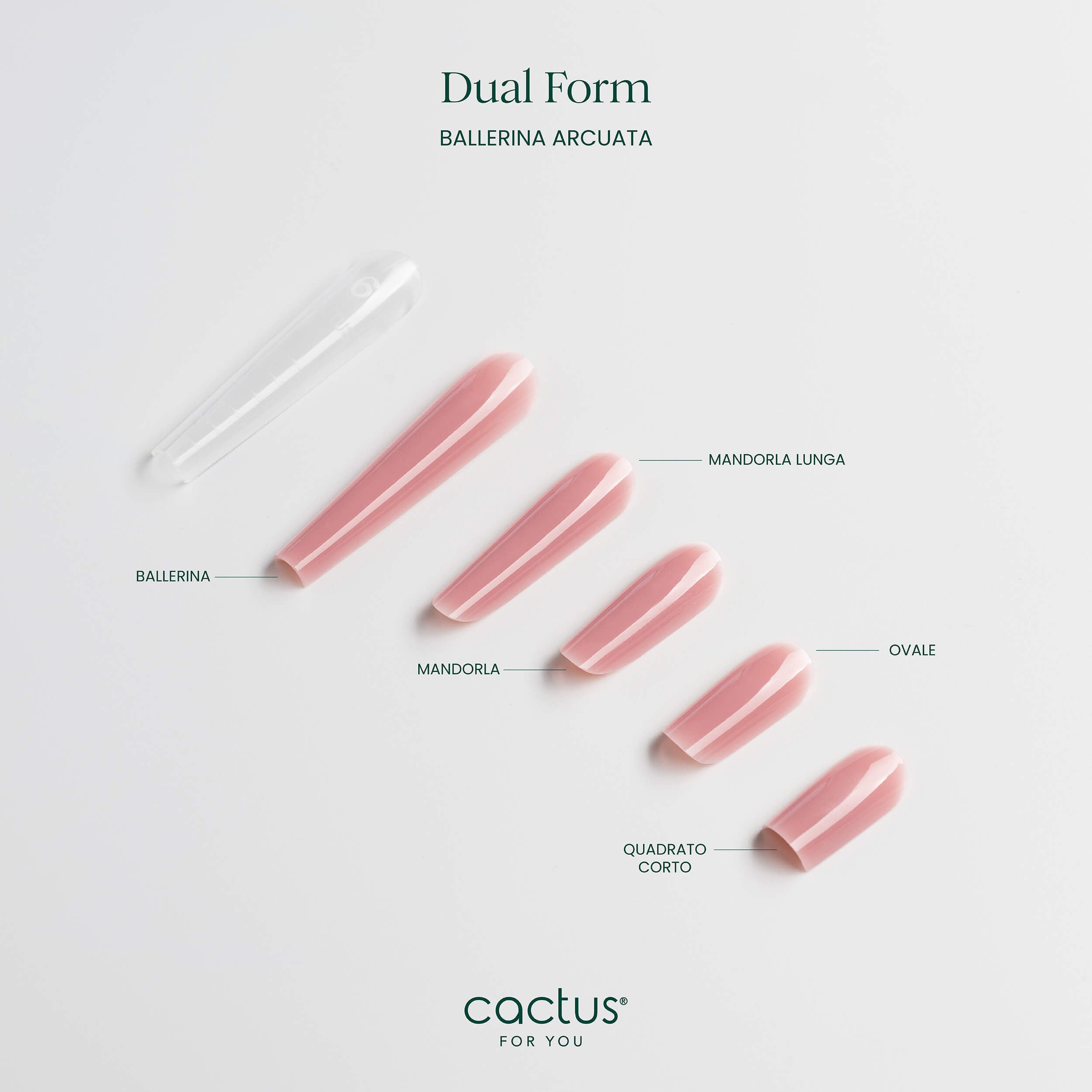 Dual Form Ballerina Arcuata - 150 pcs