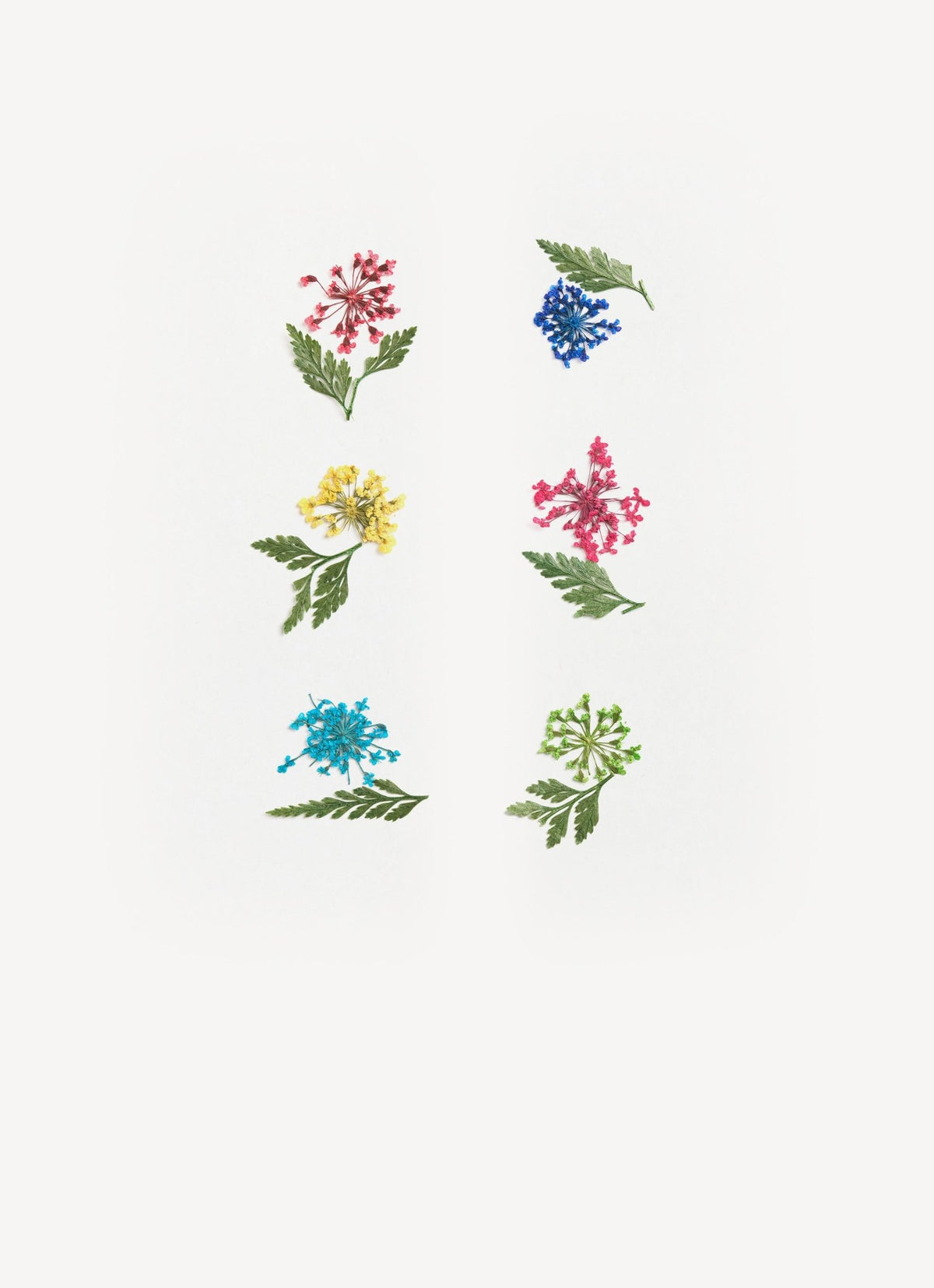 Fiori secchi - 6 pack