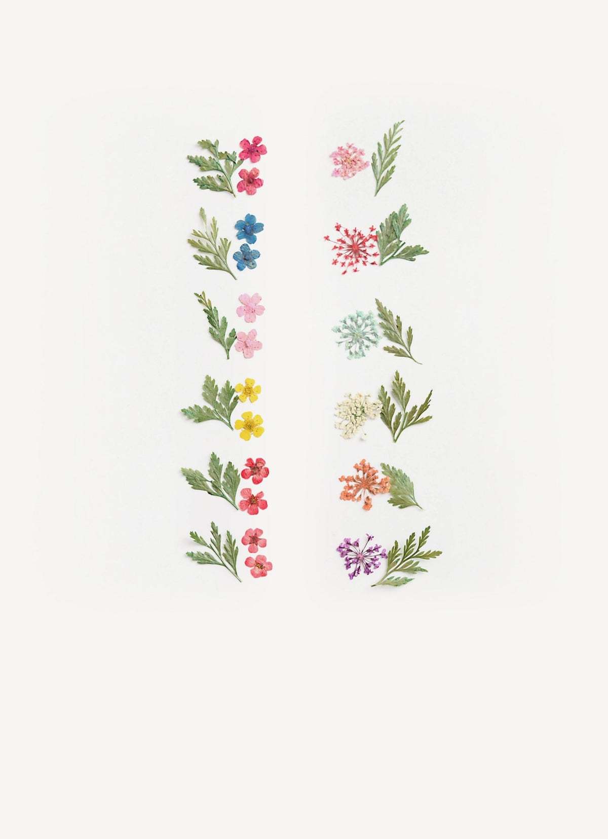 Fiori secchi con foglie - 12 pack