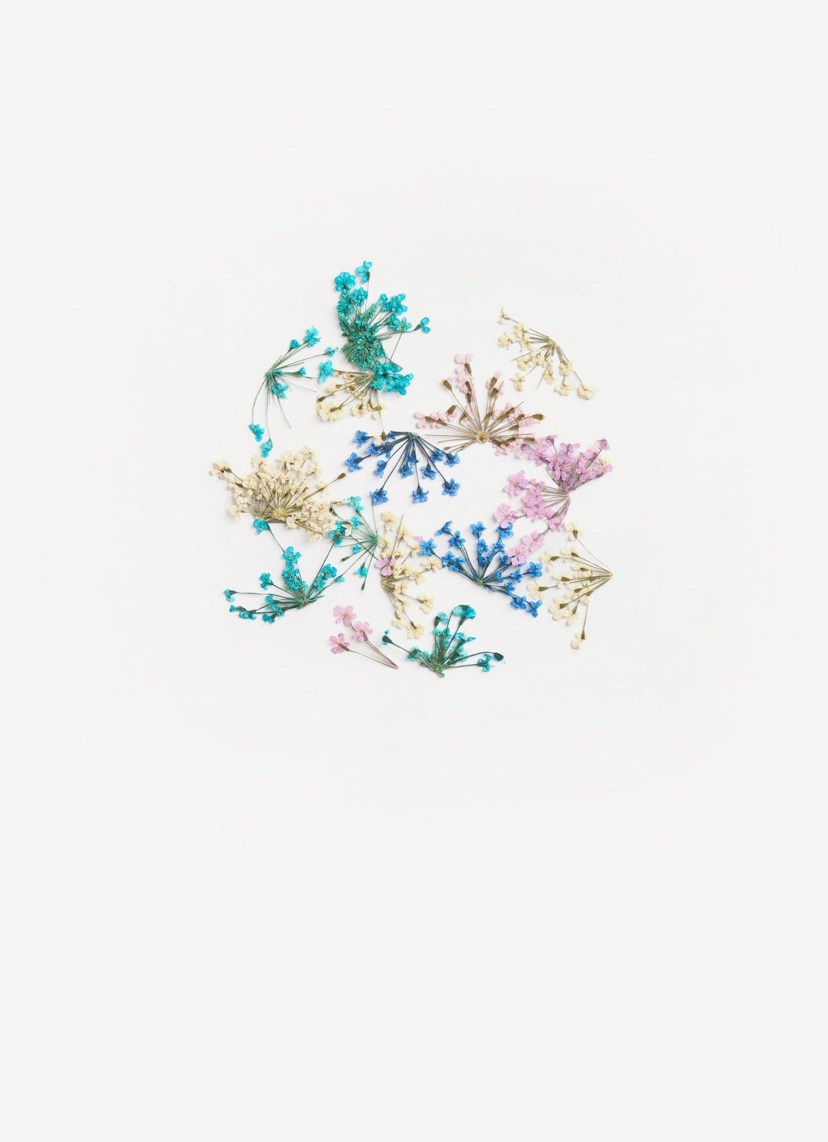 Dried Flowers Fresh - unit